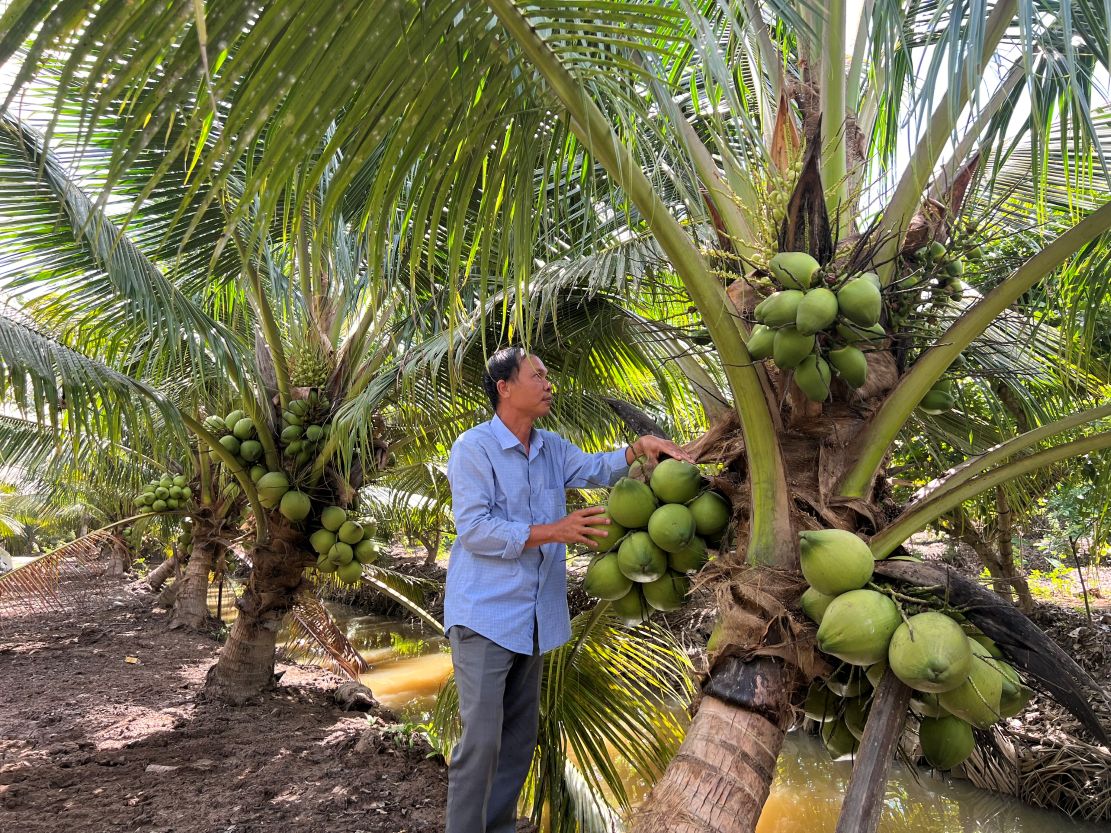 Trồng dừa sạch, giảm phát thải là xu thế đang được các tỉnh ĐBSCL phát triển. Ảnh: CTV