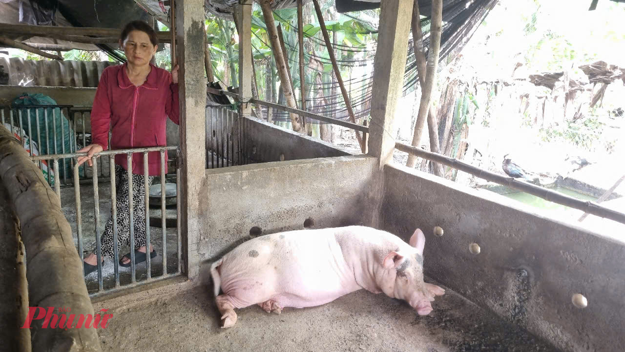 Năm 2025, người chăn nuôi ở Quảng Ngãi bị thiệt hại nặng nề do dịch tả heo châu Phi.