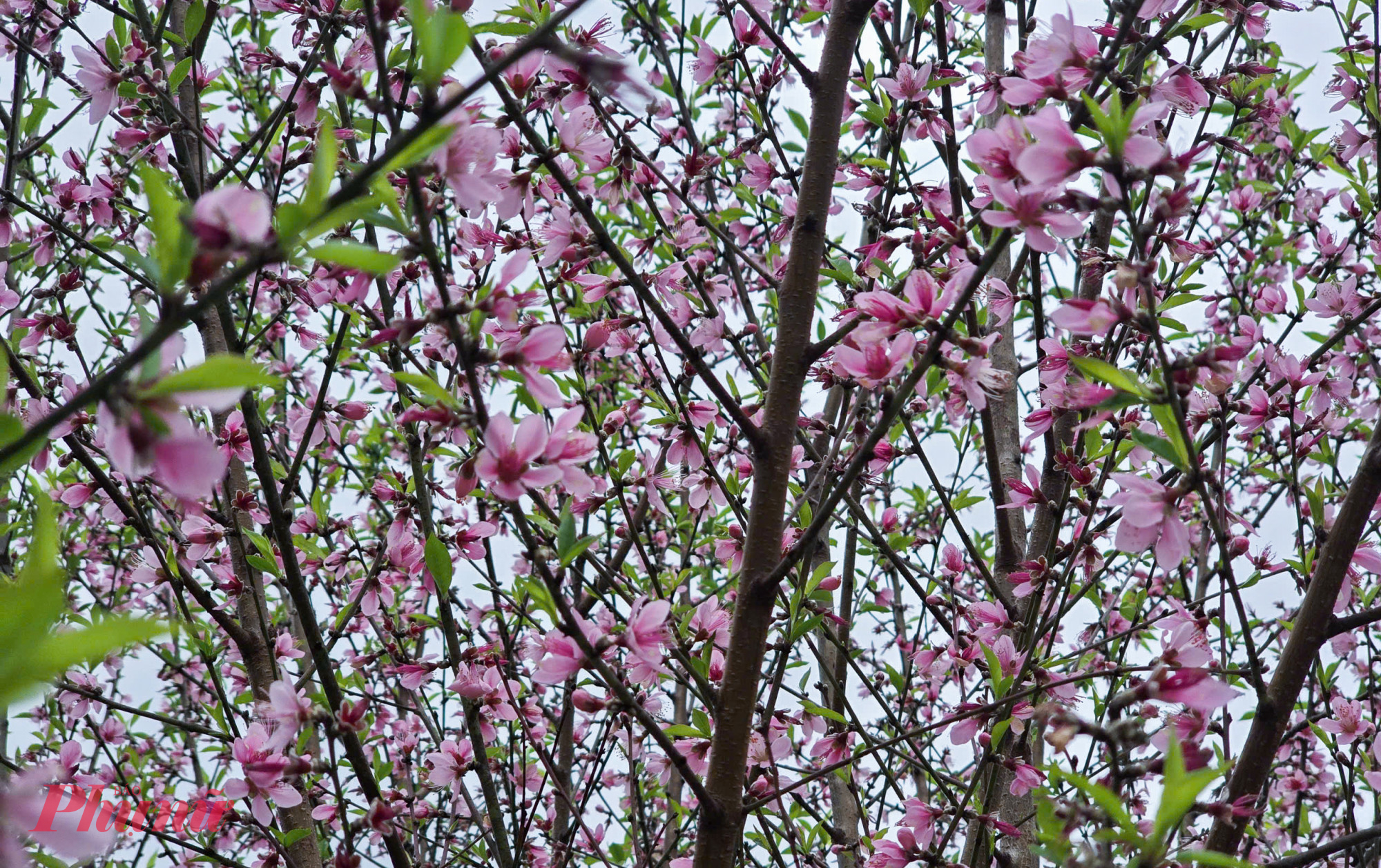 Những vườn đào dọc quanh các bản làng ở xã Na Ngoi bung nở đỏ rực