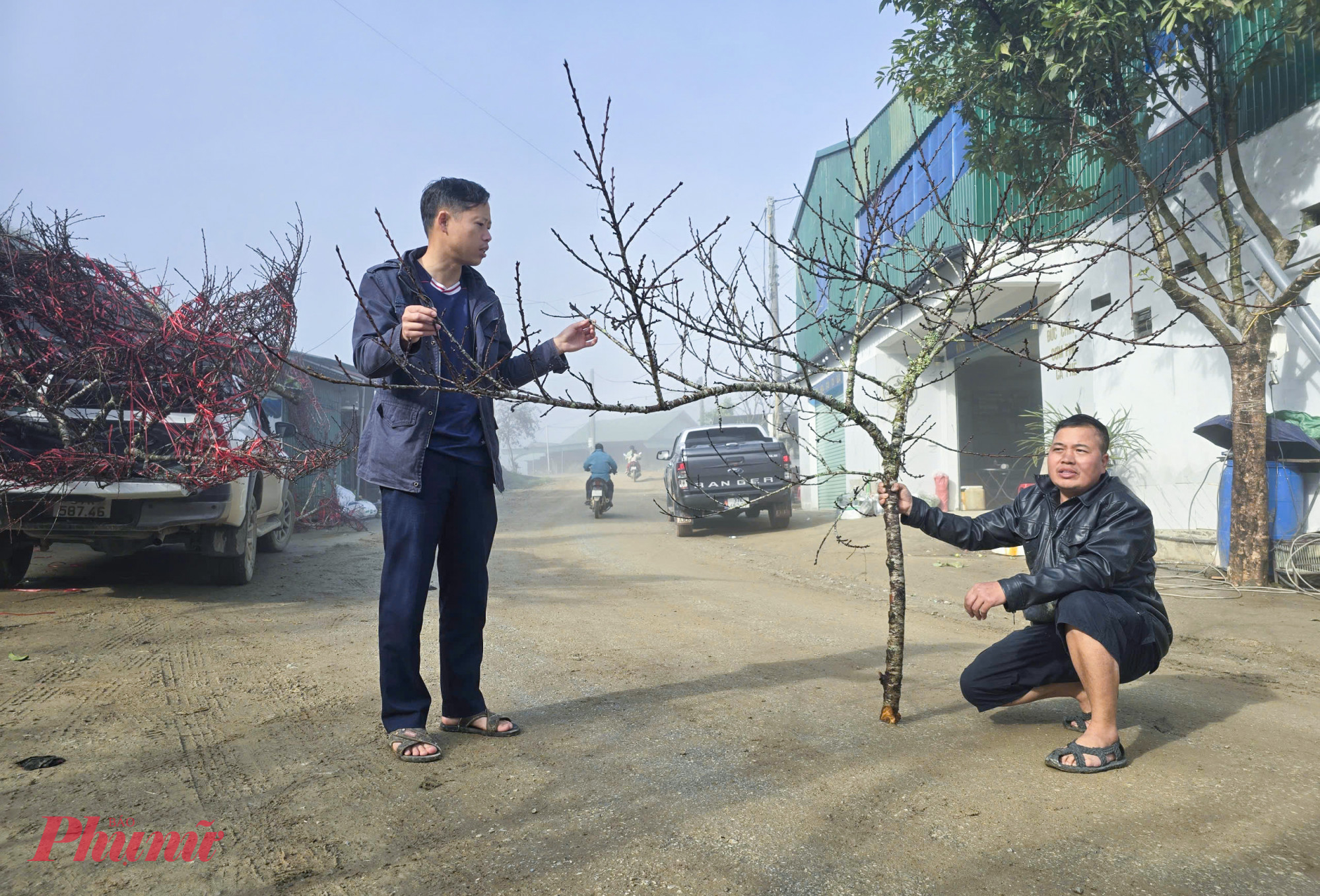Một cành đào mốc được khách mua lại với giá 1,5 triệu đồng ngay sau khi vừa được vận chuyển từ trên núi xuống