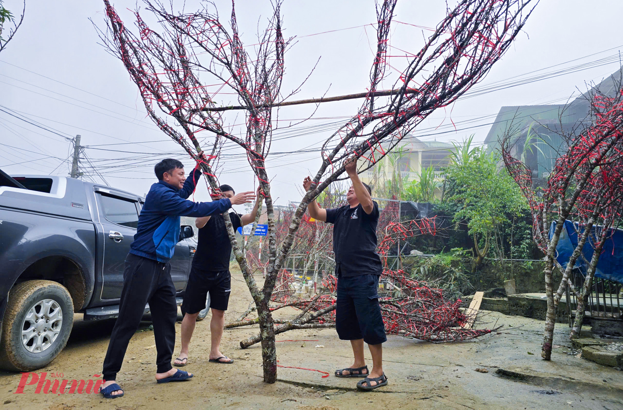 Không chỉ khan hiếm vì đào nở sớm, người buôn đào còn phải bỏ một khoản phí lớn thuê người vận chuyển từ núi xuống đường