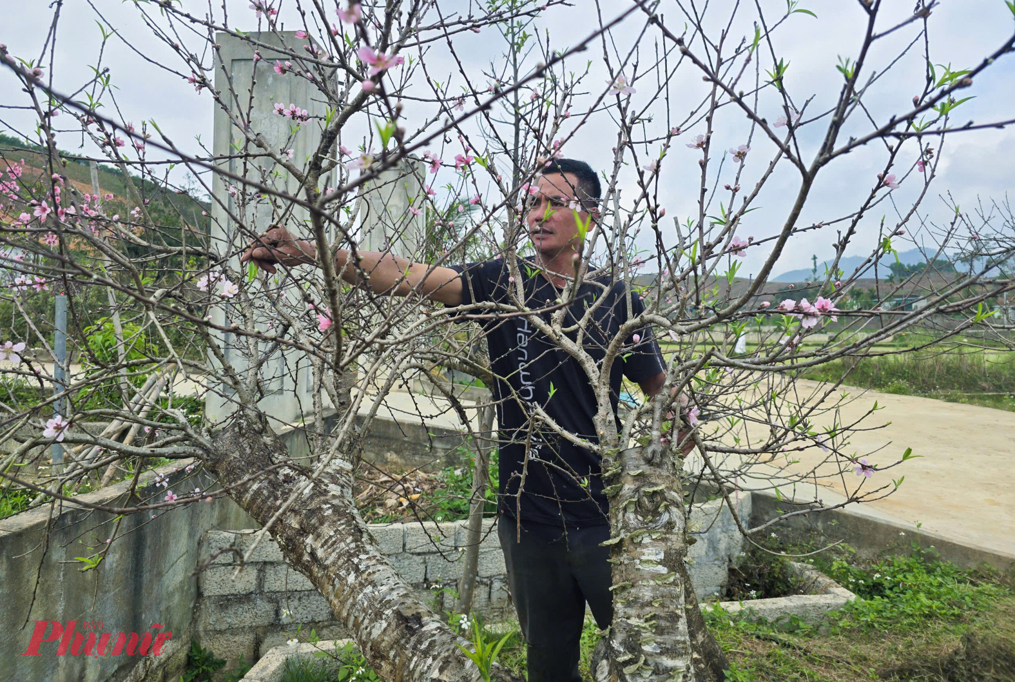 “Nếu nắng thêm vài ngày nữa thì coi như mất trắng vụ đào năm nay,” anh Thắng thở dài. Mọi năm, vườn đào mang lại doanh thu 400-500 triệu đồng, sau chi phí còn lãi 300-350 triệu đồng. Tết này, anh chỉ mong thu được khoảng 100 triệu đồng để vớt vát vốn liếng.