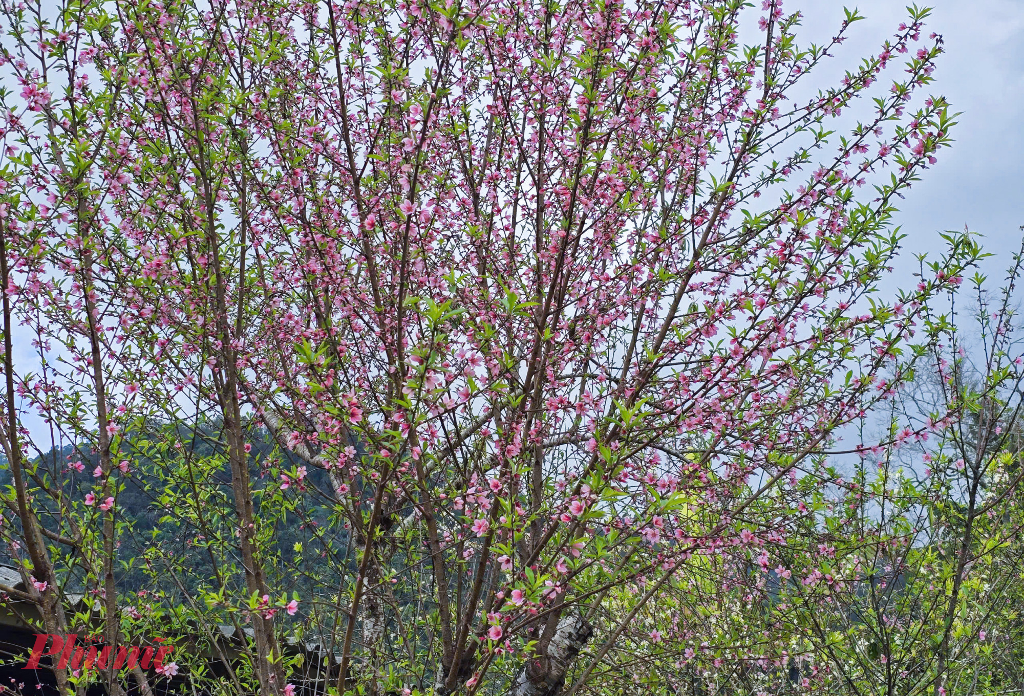 Không chỉ tại các làng đào ở miền xuôi, nhiều vùng trồng đào mốc ở vùng cao Nghệ An thời điểm này cũng đã bung nở rực rỡ. Đào khan hiếm, giá tăng mạnh, nhiều thương lái phải tìm đến các vườn đào nằm trên đỉnh núi cao, quanh năm sương mù bao phủ ở xã Na Ngoi (tỉnh Nghệ An) để tìm mua những cây đào già chưa nở.