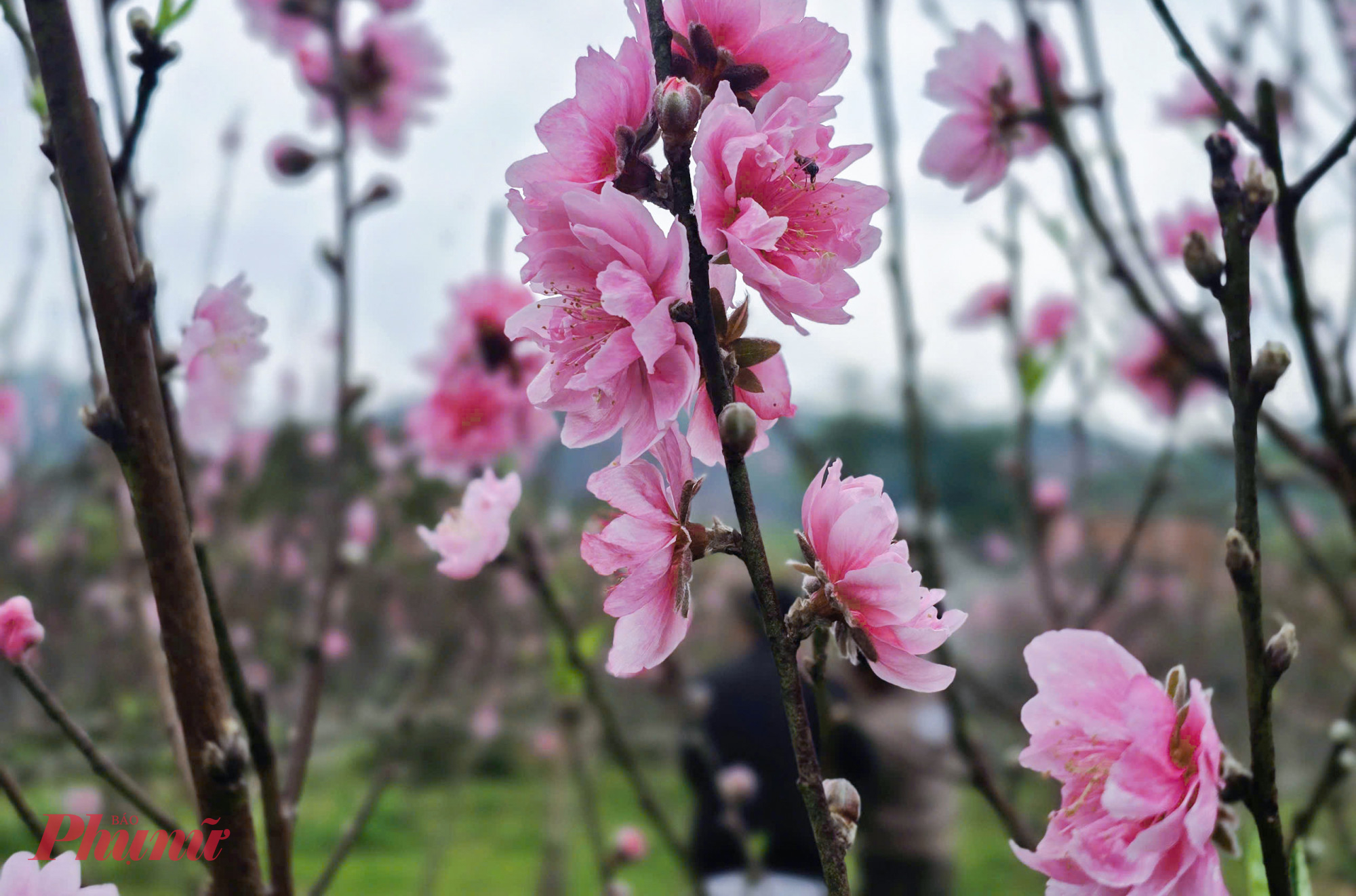 Theo người trồng đào, khoảng 70% số đào trong xã Quang Đồng đã nở gần hết. Phần còn lại chỉ biết trông chờ vào thời tiết. 