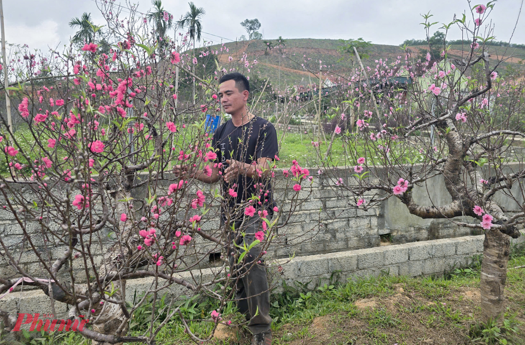 Anh Nguyễn Thọ Thắng (49 tuổi, trú xóm Trại Mắt, xã Quang Đồng) - cho biết, gia đình trồng hơn 2.000 gốc đào phai, Nhật Tân, đào huyền và đào thế. Do năm nay là năm nhuận, thời tiết diễn biến thất thường nên đào bung nở từ rất sớm.