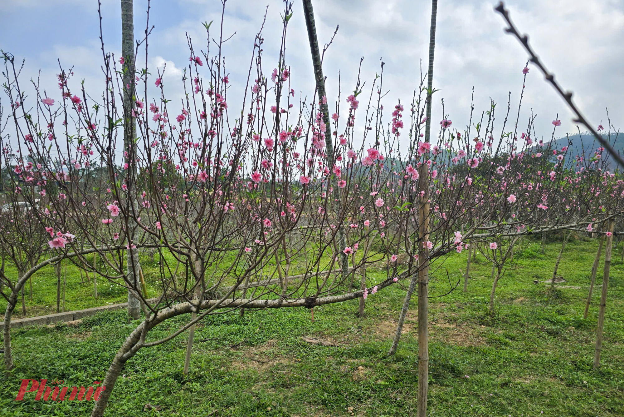 “Nếu đào nở muộn thì chúng tôi còn có biện pháp để kích nụ cho nở. Chứ nếu đào nở sớm do thời tiết thì gần như không có cách nào” - một chủ vườn cho biết.