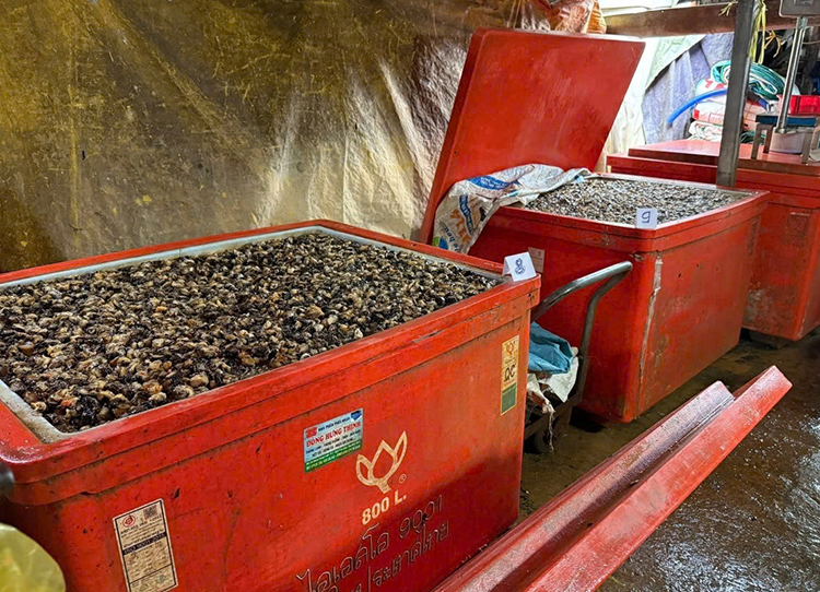 Ốc ngâm thủy tinh lỏng phát hiện tại TPHCM - ảnh: Công an cung cấp