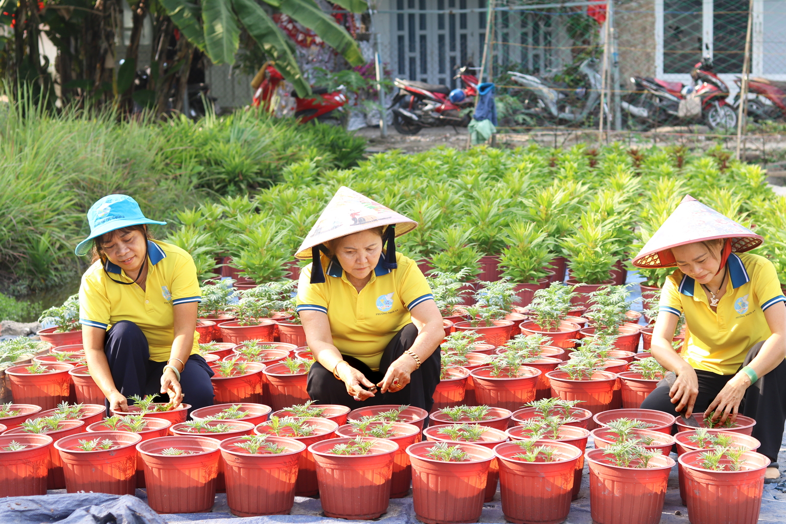 Phụ nữ ở phường Thới An trồng hoa tết tặng người nghèo