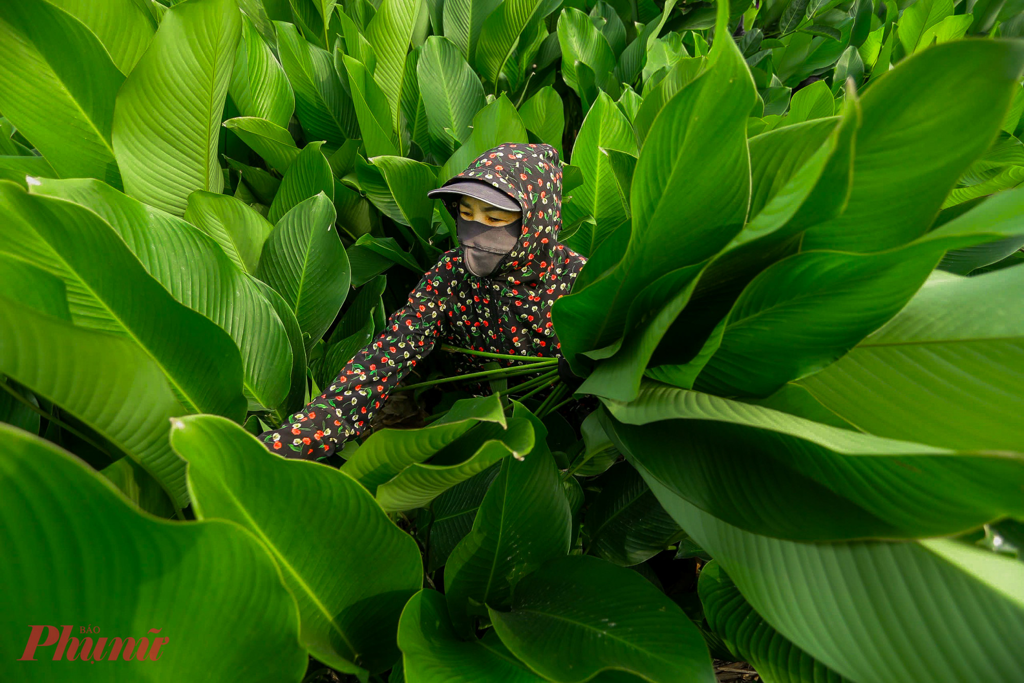 Bà Vân cho biết, trồng và thu hoạch lá dong đỡ vất vả hơn trồng lúa và trồng hoa màu. Cây lá dong có thể thu hoạch 3 lần/năm, nhưng nếu khai thác với tần suất này thì lá sẽ không to, dày và đẹp. Bởi vậy, hầu hết người dân đều chủ yếu khai thác lá để bán vào dịp cuối năm. Đây là thời điểm thị trường cần nhiều lá dong nhất.