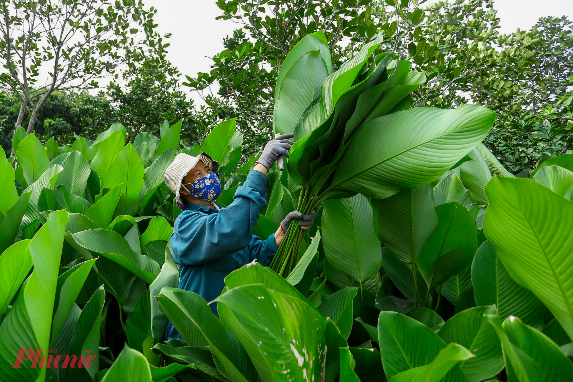 Tại làng, mỗi hộ gia đình có khoảng hàng chục héc-ta lá dong được trồng khắp các khu vực đất ven nhà hoặc vùng đất hoang. Dễ trồng, không mất quá nhiều công sức để chăm sóc, song những vườn lá dong đem lại nguồn thu nhập lớn cho người dân nơi đây mỗi năm.