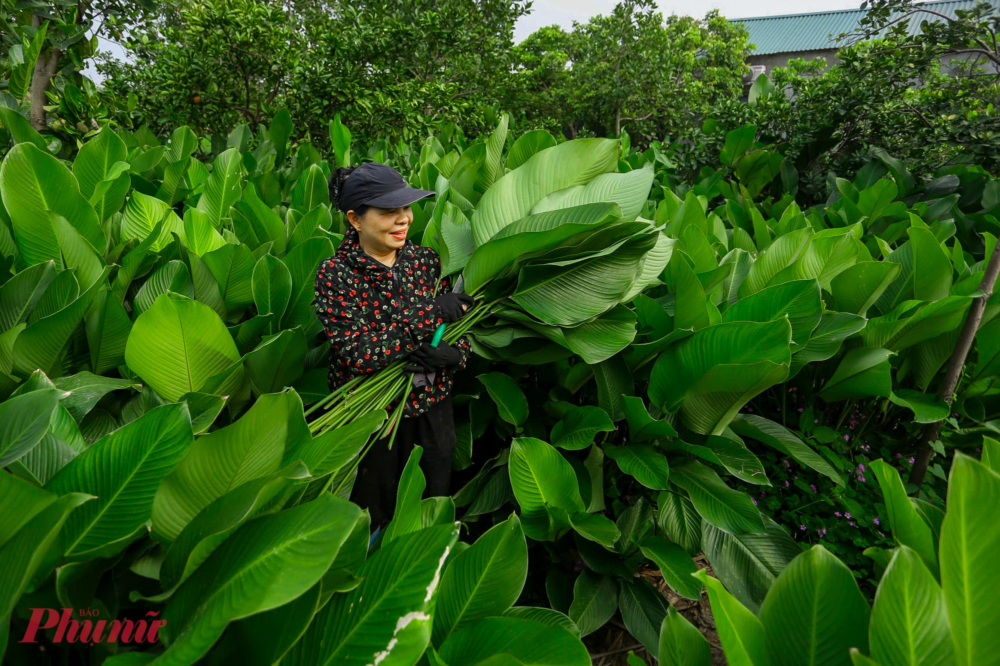 Gia đình bà Nguyễn Thị Vân (xã Thanh Oai, Hà Nội) có 4 sào đất trồng lá dong. Những ngày này, các thành viên trong gia đình bà đều tạm gác lại công việc khác để tập trung thu hoạch cho kịp thời vụ. 