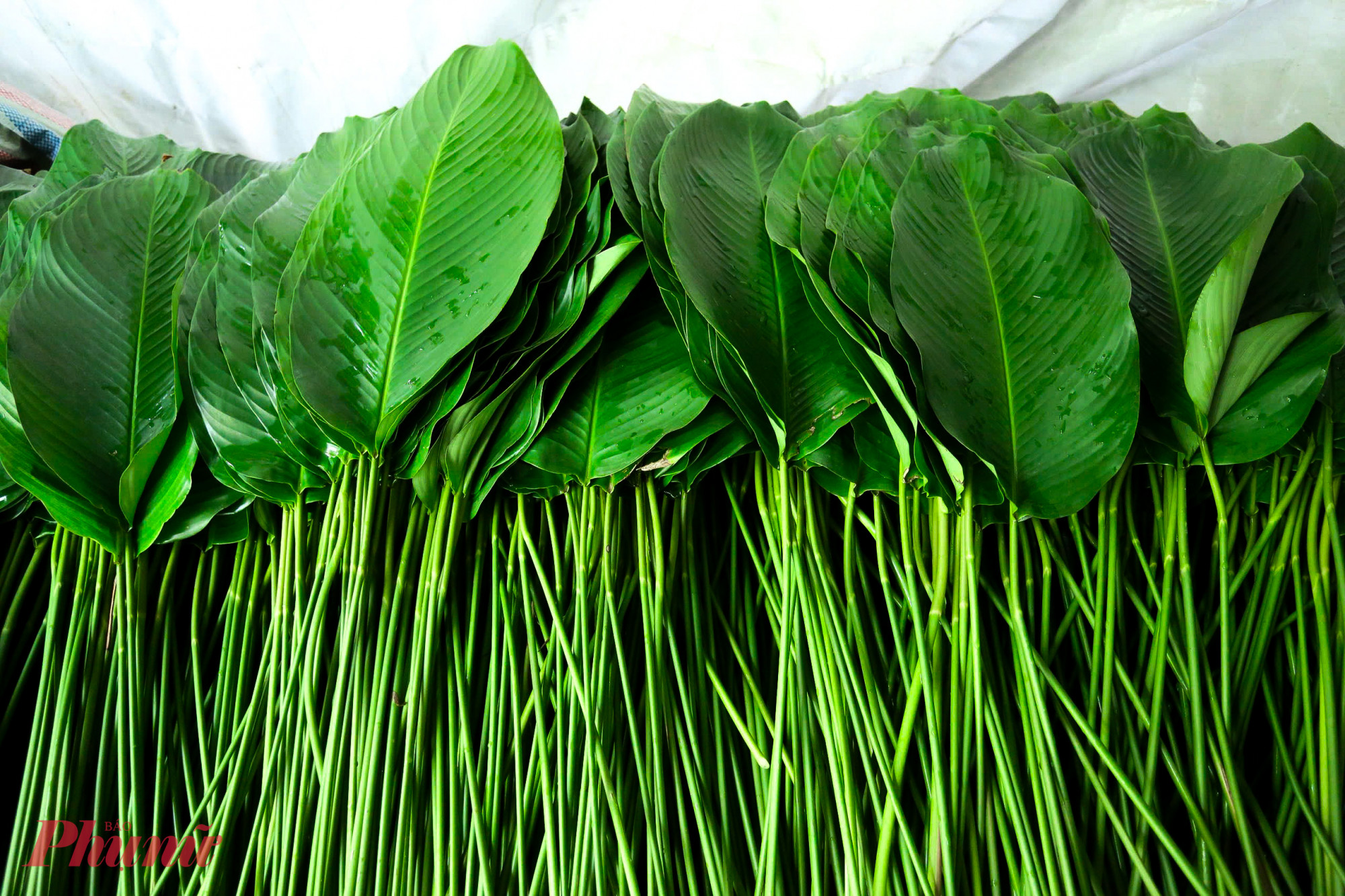 Lá dong sau khi thu hoạch được lựa chọn cẩn thận, loại bỏ những lá rách, buộc thành từng bó 100 lá. 