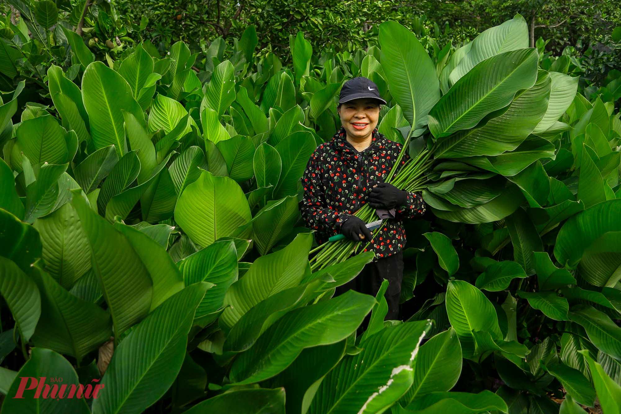 “Năm nay lượng khách đặt mua sớm nên chúng tôi phải tranh thủ cắt ngày cắt đêm, mừng lắm vì lá dong được mùa được giá”. Bà Vân nói.