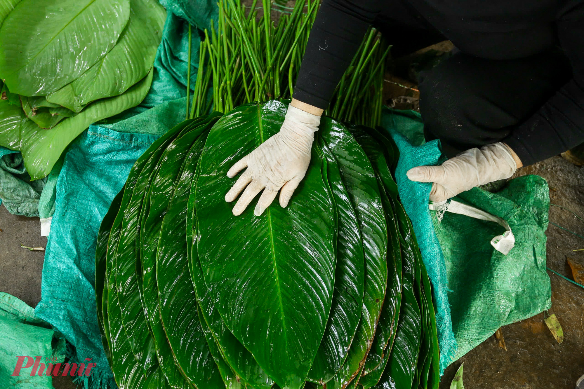 Hiện, lá dong Tràng Cát đang được thu mua tại vườn với giá 80.000 - 150.000 đồng/100 tàu lá. Dự kiến cận Tết, giá có thể tăng thêm.