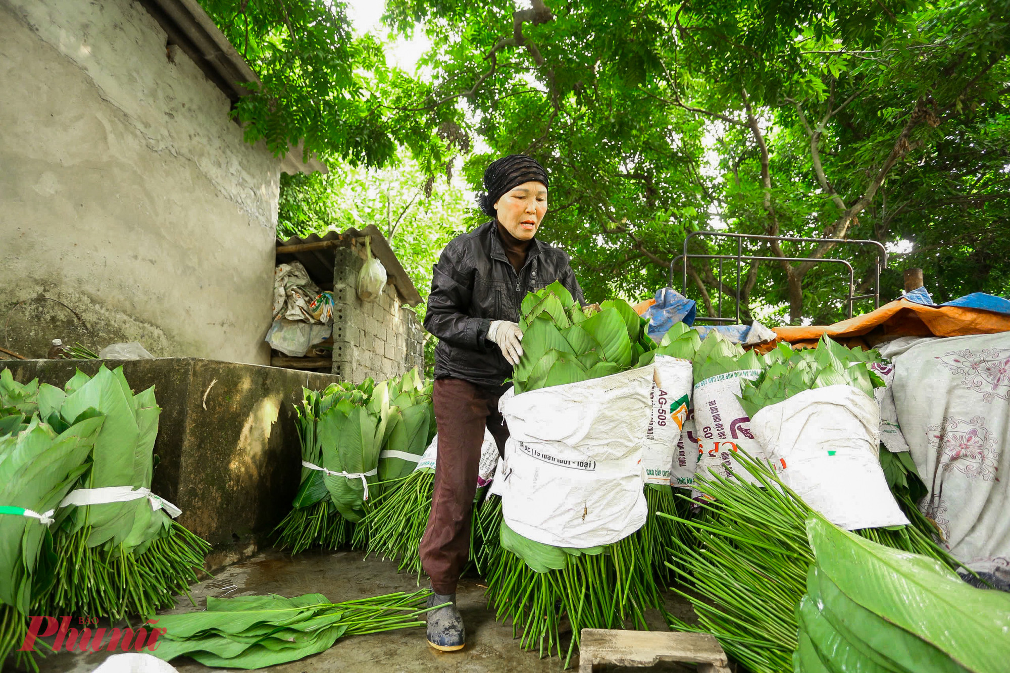 Cách đó không xa nhà bà Đào Thị Xuân với hơn 3 sào cây lá dong, năm nay gia đình bà ước tính cắt được hơn 50.000 lá. “Lá dong năm nay đẹp, bản to, ít sâu bệnh hơn các năm trước, nhiều người đặt lắm nên năm nay dân làng chúng tôi thu hoạch từ rất sớm”.