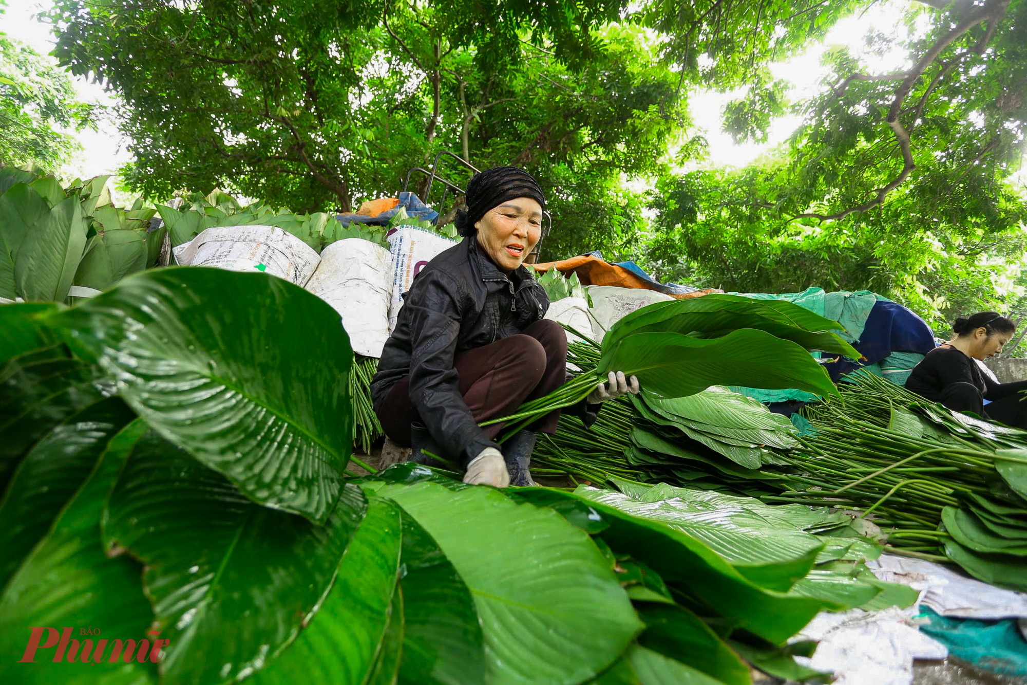 Năm nay lá dong được mùa và được giá, người dân làng Tràng Cát ai nấy đều phấn khởi có một vụ Tết ấm no.