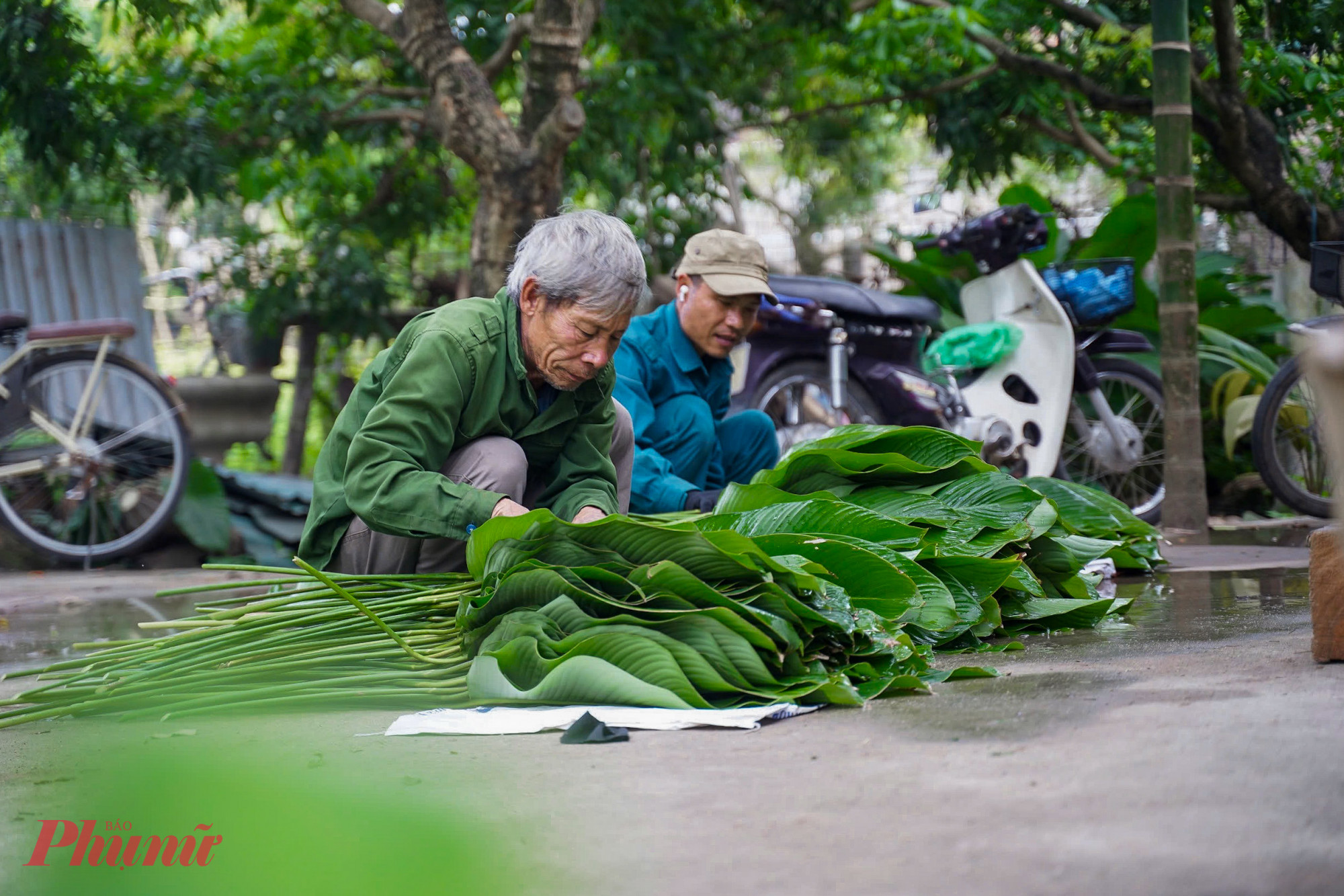 Người làng cho biết, sở dĩ, lá dong Tràng Cát được ưa chuộng từ xưa đến nay là bởi đây là giống lá nếp, bầu lá tròn, mềm, dai, mặt dưới có màu xanh non, cuống lá dài đồng màu với thân lá, chất lượng hơn hẳn lá dong ở những nơi khác. Dùng lá dong Tràng Cát để luộc bánh chưng, khi chín sẽ có màu xanh đẹp mắt và vị thơm đặc trưng hấp dẫn.