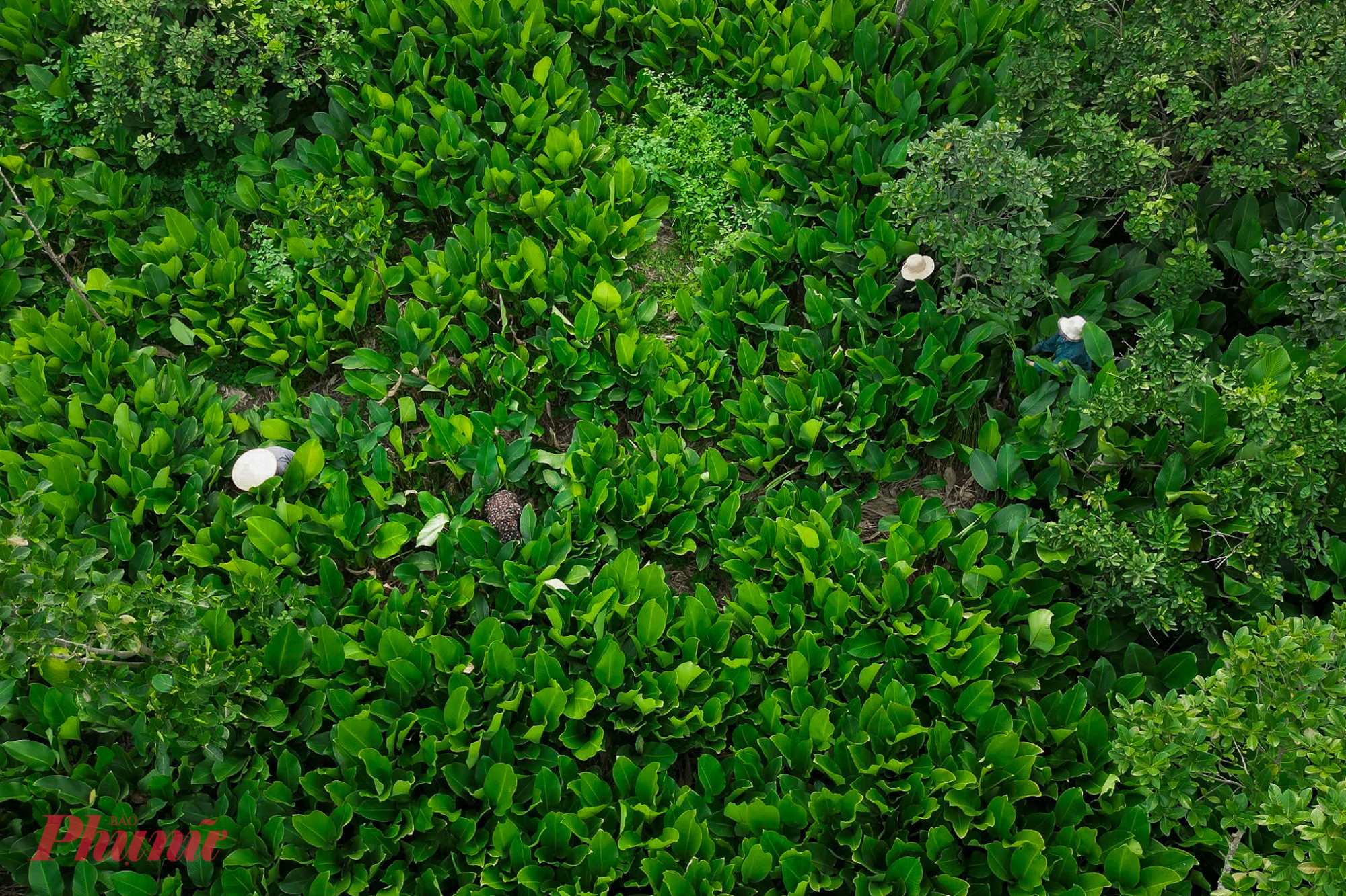 Thôn Tràng Cát (xã Thanh Oai, Hà Nội) nằm cách trung tâm Hà Nội khoảng 30 km, là nơi nổi tiếng với nghề trồng lá dong gói bánh chưng truyền thống. Thời điểm này, người dân tại thủ phủ lá dong truyền thống hối hả vào vụ thu hoạch.