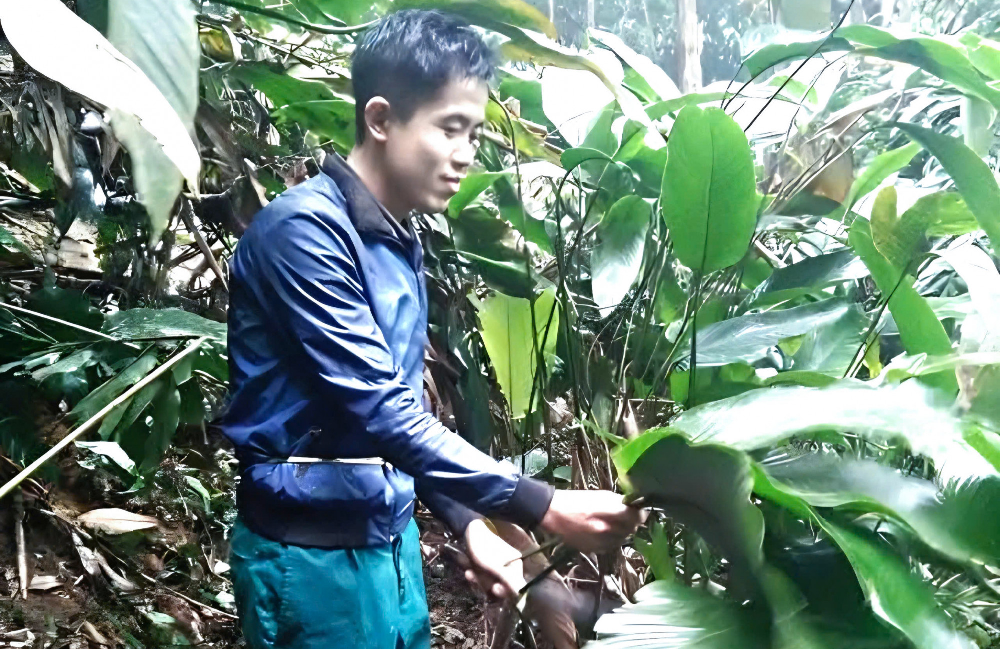 Theo anh Dấu, cây lá dong mọc tự nhiên chủ yếu ở ven khe suối ẩm ướt, cách xa khu dân cư