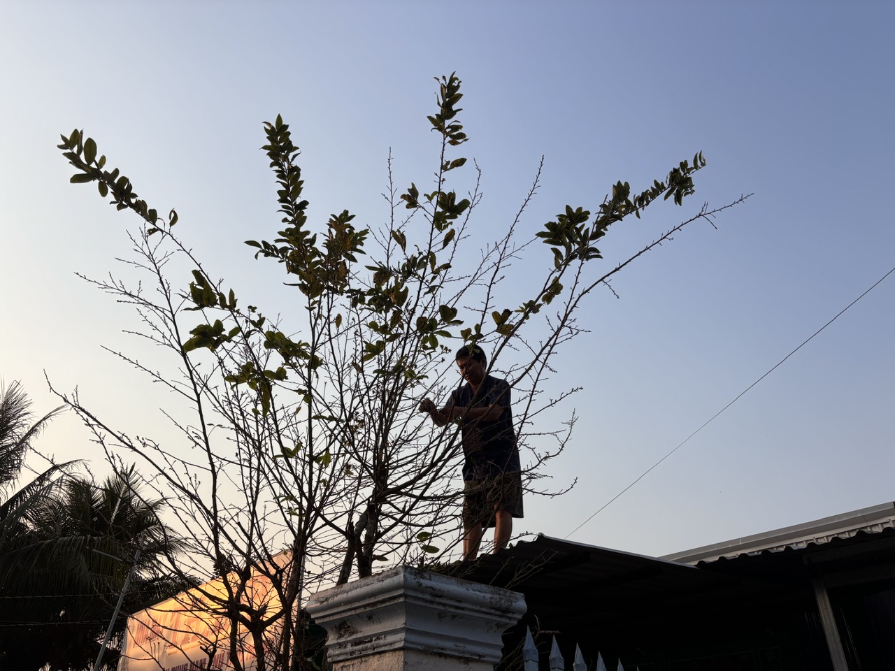 Ông Thanh phải trèo lên nóc nhà lặt  lá mai