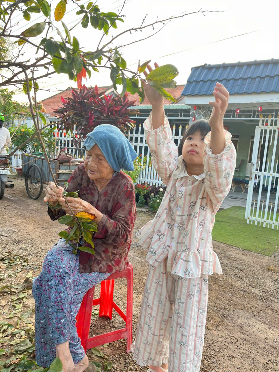 Con của chị Tiên lặt lá mai cùng bà cố