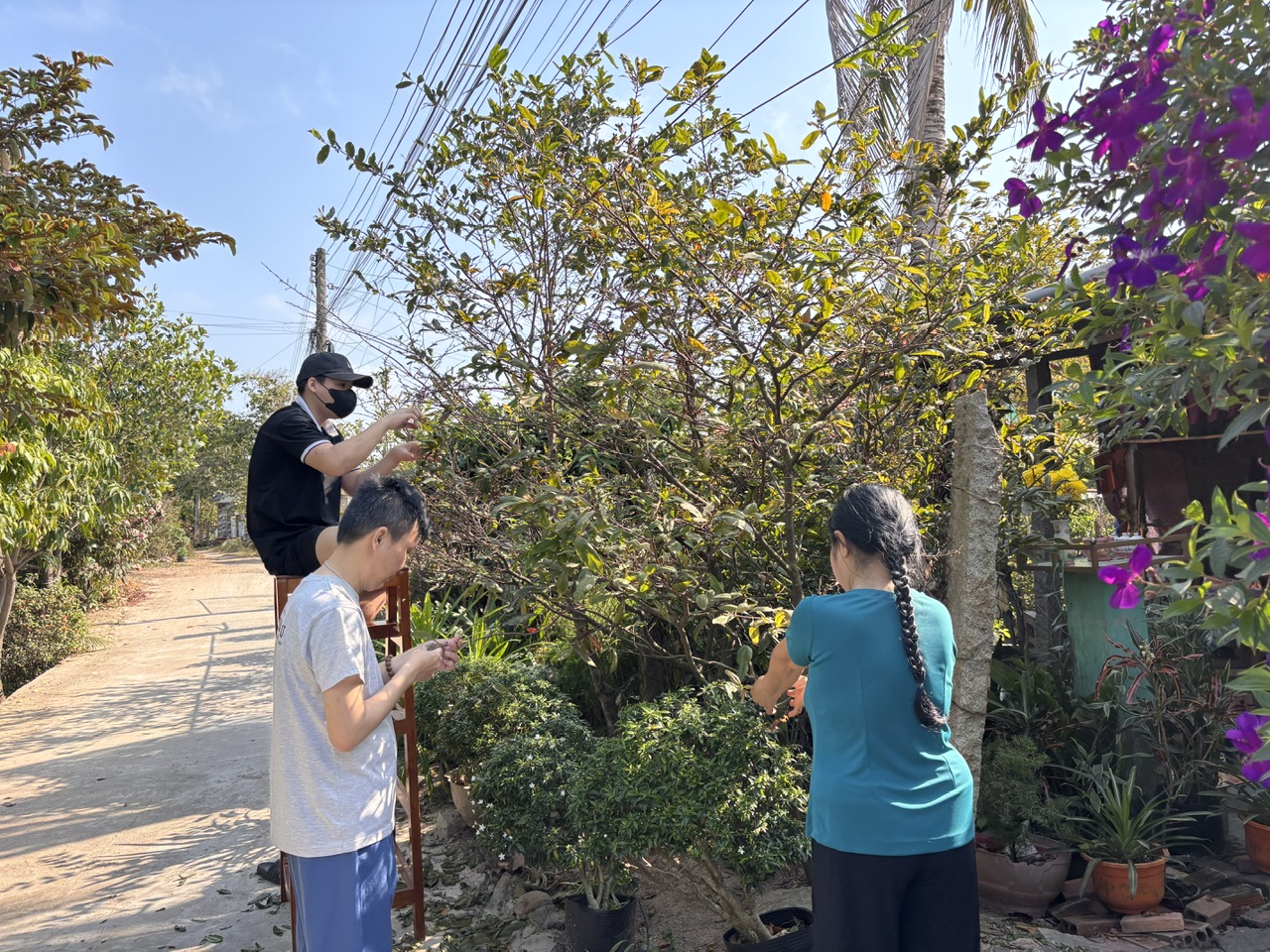 Ba thế hệ nhà bà út Ngài cùng lặt lá mai