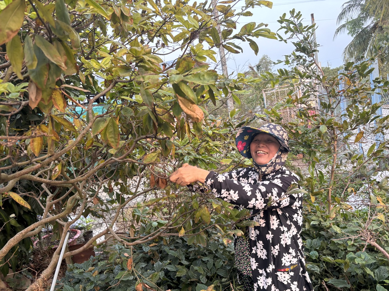 Niềm vui lặt lá mai của bà Tư Nghiêm