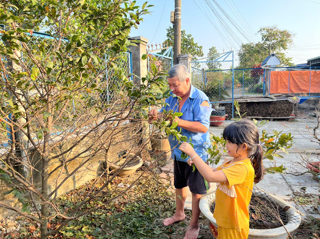 Ông Bùi Thanh Phương lặt lá mai cùng cháu nội