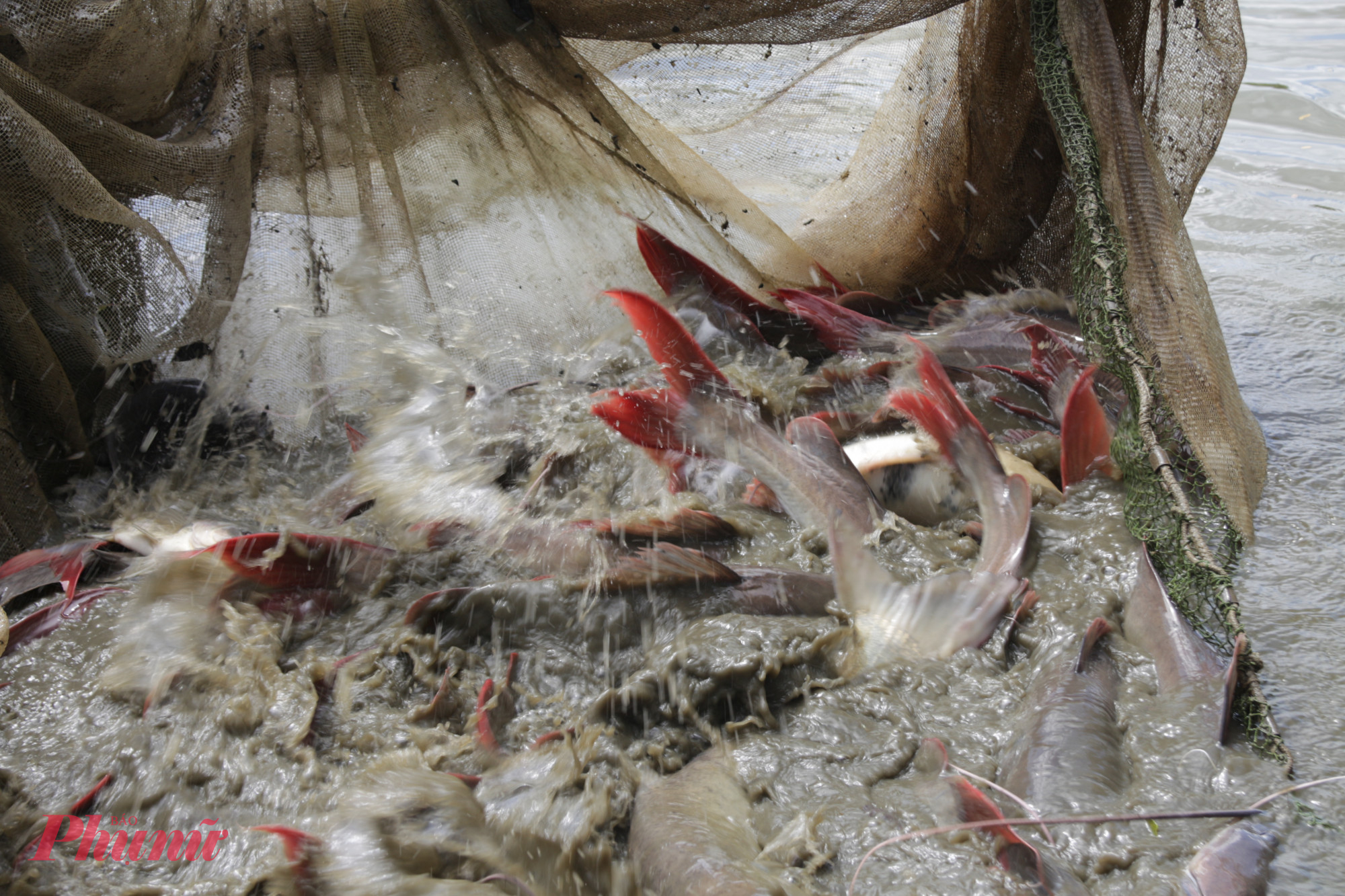 Cá lăng đuôi đỏ phát triển thuận lợi trong môi trường ao hồ