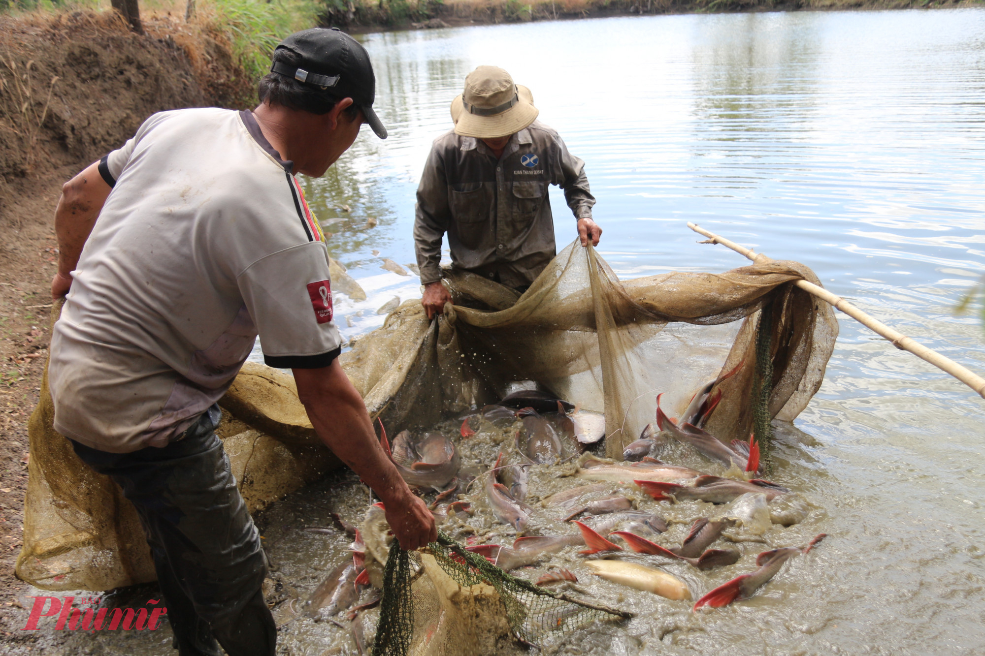 Người dân thu hoạch cá lăng đuôi đỏ để bán vào dịp Tết