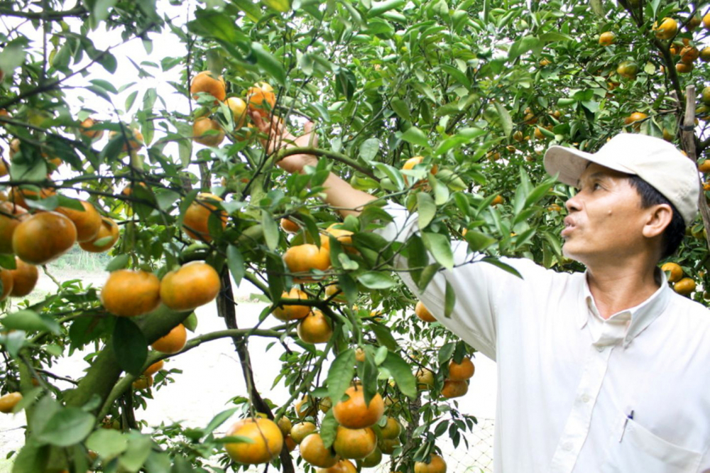 Nông dân ở “thủ phủ quýt hồng Lai Vung” đang thu hoạch quýt bán tết