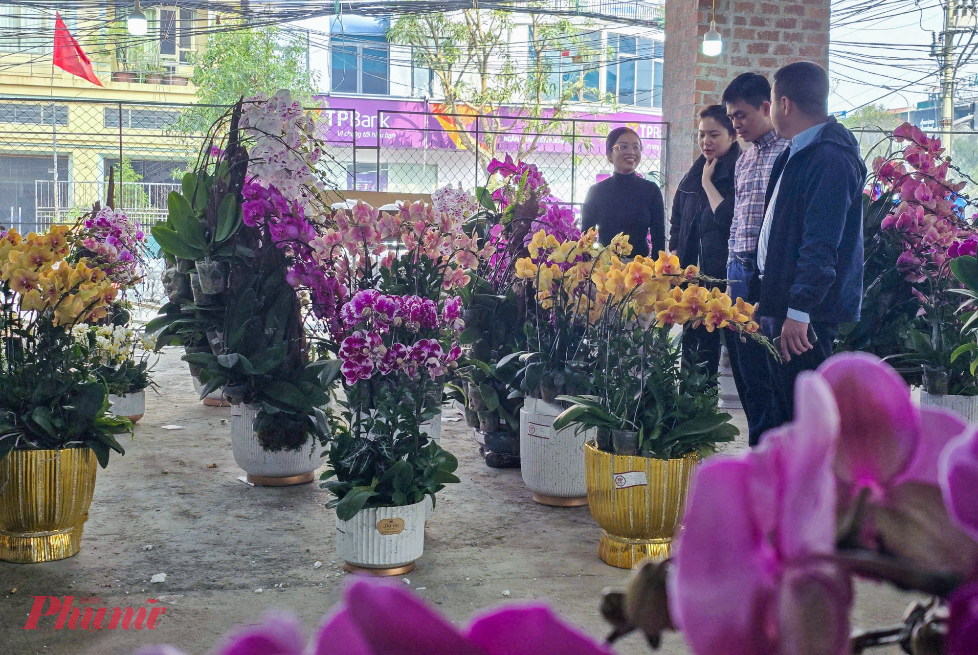 Giá đào tăng từ 15-20%, nhiều người dân chuyển hướng sang chơi lan hồ điệp. Vẻ đẹp sang trọng, thời gian hoa nở kéo dài… nên lan hồ điệp ngày càng được nhiều người dân ở tỉnh Nghệ An lựa chọn chưng tết những năm gần đây. 