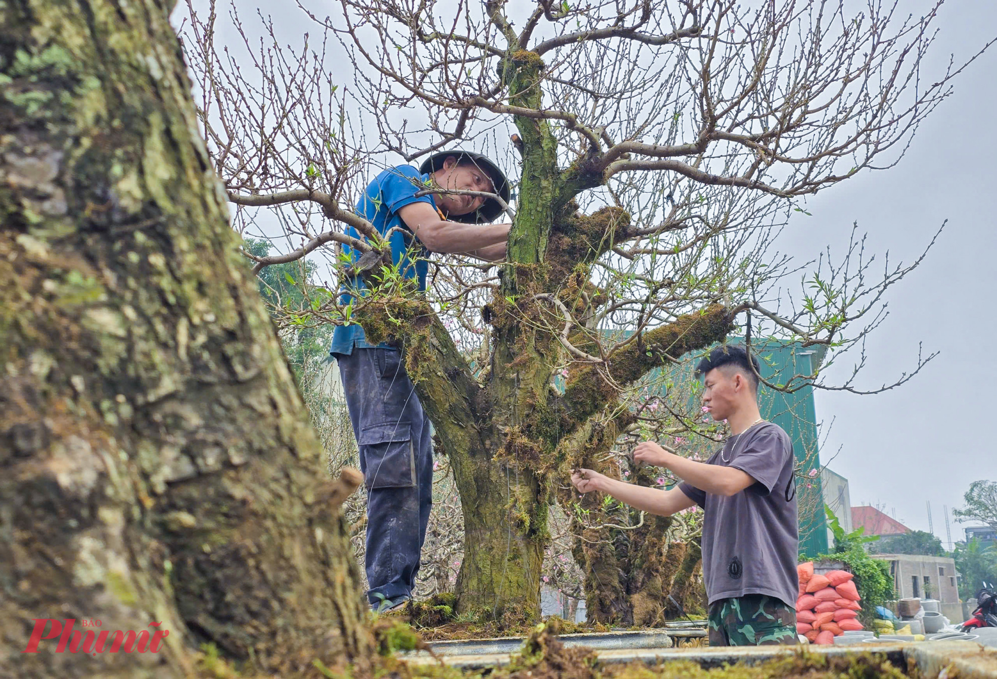 Từ khâu đánh gốc ở vùng cao, vận chuyển và chỉnh sửa cành, tạo dáng… đều được các nhà vườn thực hiện công phu, đảm bảo mỗi gốc đào đều đạt trạng thái đẹp nhất trước thời điểm tết.
