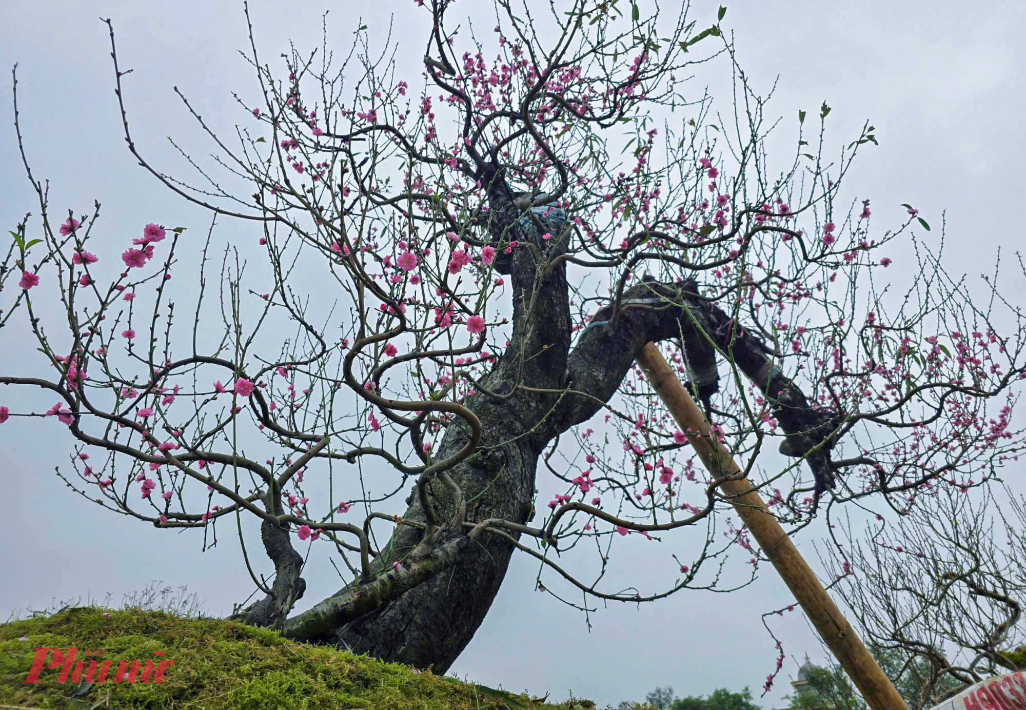 Năm nay, anh Quân đầu hơn hơn 1 tỉ đồng mua 350 cây đào từ Sơn La về phục vụ thị trường tết. Theo anh Quân, do năm nhuận nên năm nay hoa đào có xu hướng nở sớm, vì thế giá đào cũng đắt hơn 20% so với những năm trước. 
