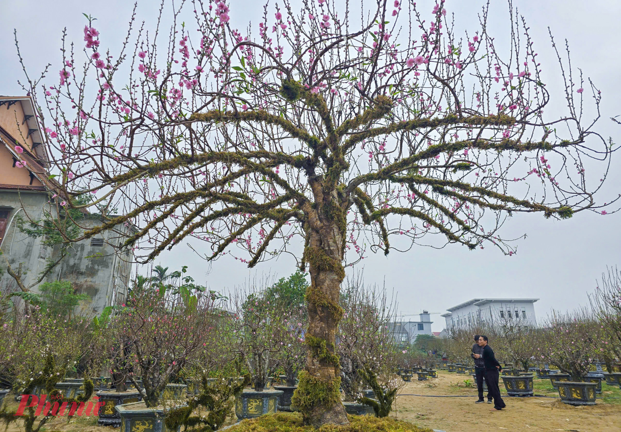 Năm nay, thị trường hoa tết ở Nghệ An có khá nhiều gốc đào cổ thụ, kích thước lớn, thu hút sự quan tâm của nhiều người chơi. Theo các chủ vườn đào cảnh, đây được xem là thời điểm “vàng” để bán và cho thuê những đào lớn. 