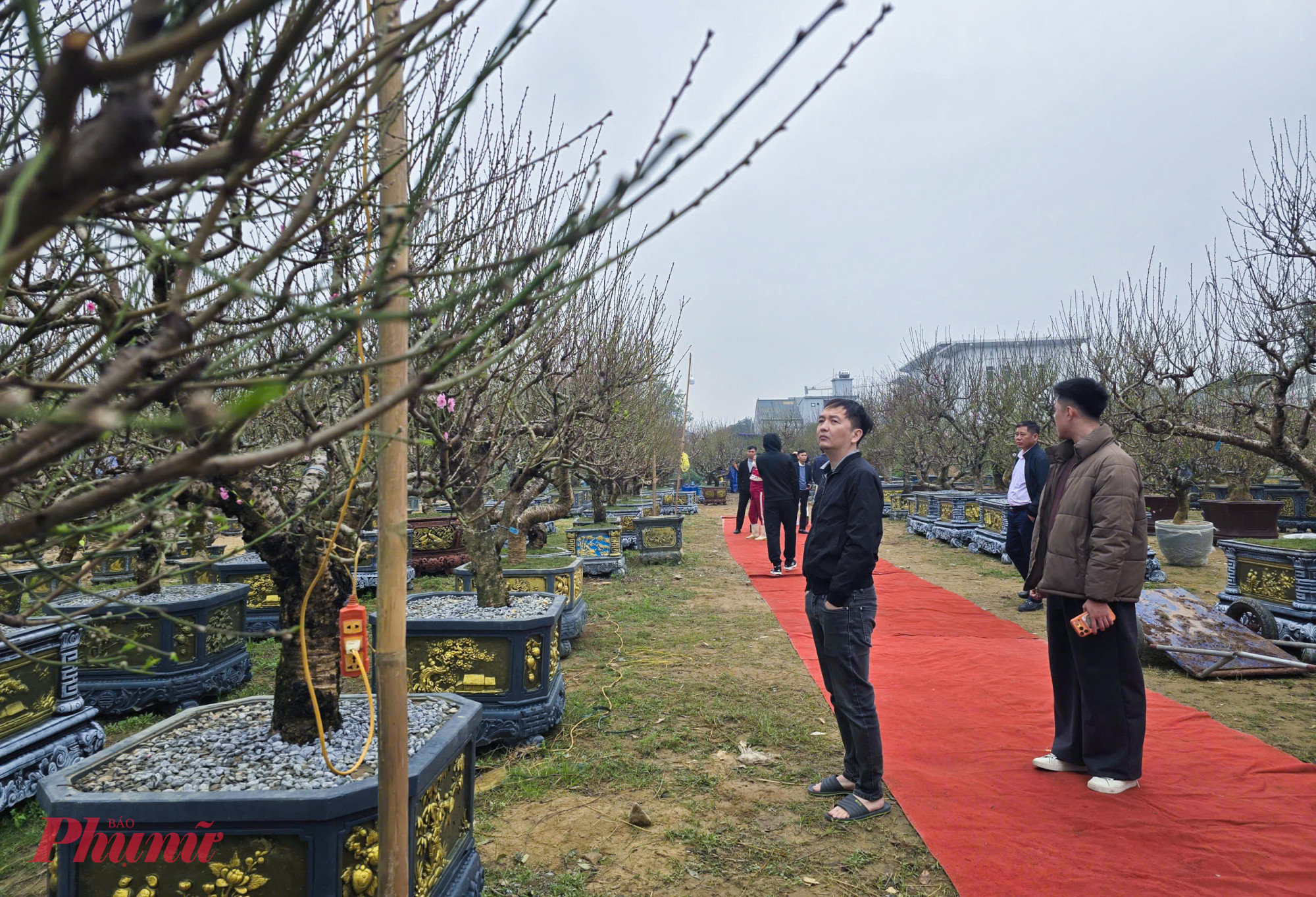 Những ngày giáp tết Nguyên đán, các điểm bán và cho thuê đào, cây cảnh trên các tuyến phố ở phường Vinh Phú, Thành Vinh (tỉnh Nghệ An) đã nhộn nhịp khách đến xem, mua và thuê cây về chơi tết.