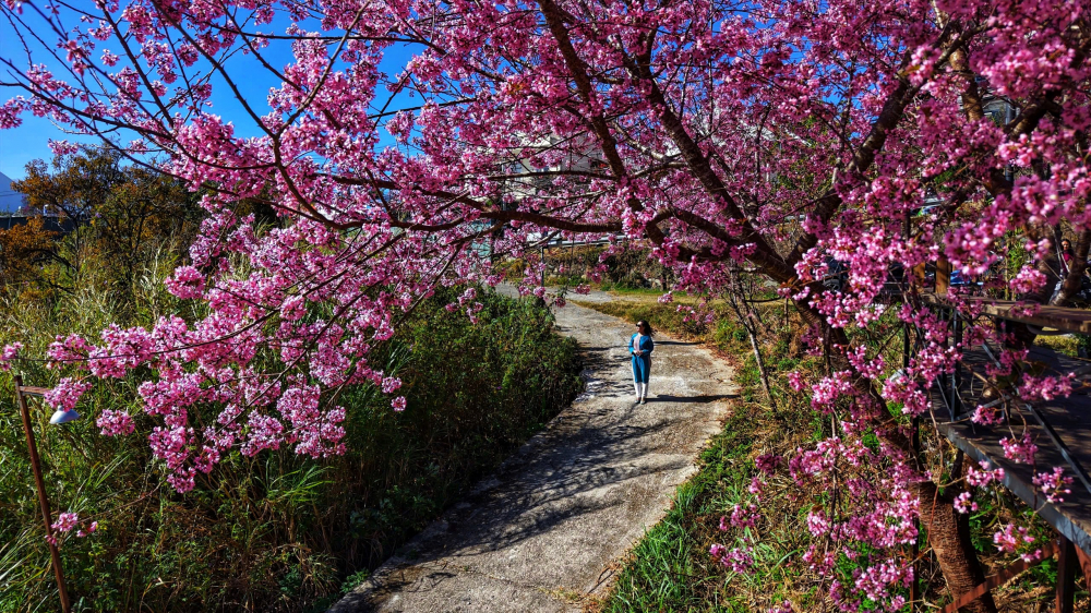 Ngay tại các tuyến phố trung tâm, du khách cũng có thể dễ dàng bắt gặp những dải hoa mai anh đào khoe sắc rực rỡ ở những nơi vắng vẻ... Ảnh: Quý Saigon