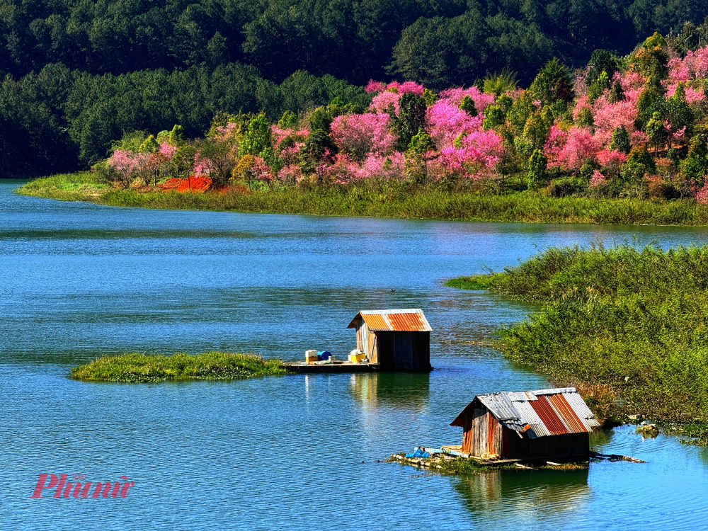 Mùa mai anh đào nở rộ biến Đà Lạt trở thành điểm đến lý tưởng thu hút các nhiếp ảnh gia từ khắp nơi đổ về để săn những khung hình tuyệt mỹ nhất của phố núi. Trong khi đó, người dân và du khách cũng tự chọn cho mình nhiều cách riêng để thưởng lãm hoa, từ việc tản bộ dưới những tán hồng rực rỡ đến việc thảnh thơi ngắm nhìn từ các quán cà phê ven hồ.