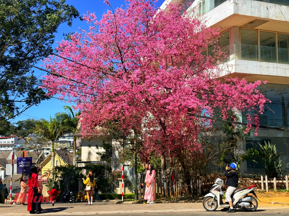 Mùa này đi đâu ở Đà Lạt cũng dễ dàng bắt gặp sắc hồng rực rỡ của mai anh đào đang kỳ nở rộ nhất trong nhiều năm qua. Ảnh: Toại Nguyễn
