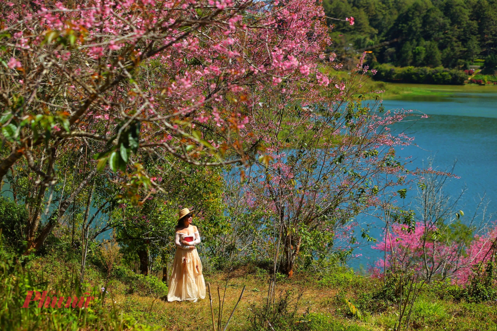 Những cụm mai anh đào nở rộ ven hồ Tuyền Lâm tạo thành những mảng màu rực rỡ, làm bừng sáng cả một vùng không gian yên tĩnh. Du khách thập phương đổ về đây không chỉ để thưởng ngoạn sắc hoa mà còn để tìm kiếm cảm giác bình yên, thư thái giữa thiên nhiên phố núi dịp Tết Nguyên đán. Ảnh: Quý Saigon
