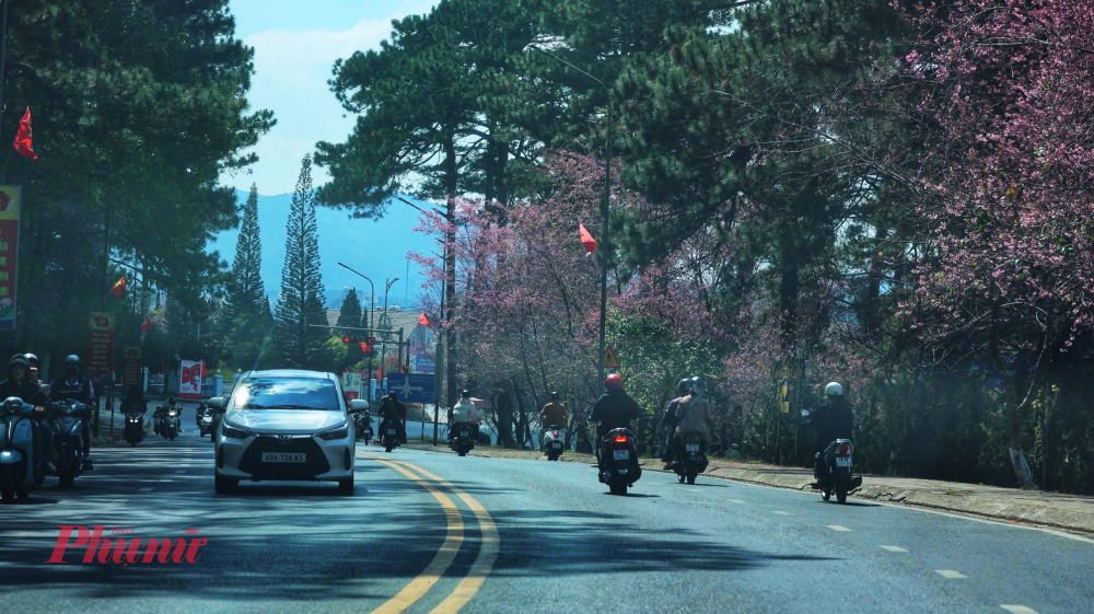 Được mệnh danh là cung đường 'di sản, đường Trần Hưng Đạo mùa này trở nên lộng lẫy hơn bao giờ hết khi những hàng mai anh đào cổ thụ đồng loạt bung nở rợp trời. Ảnh: Nghĩa Nguyễn