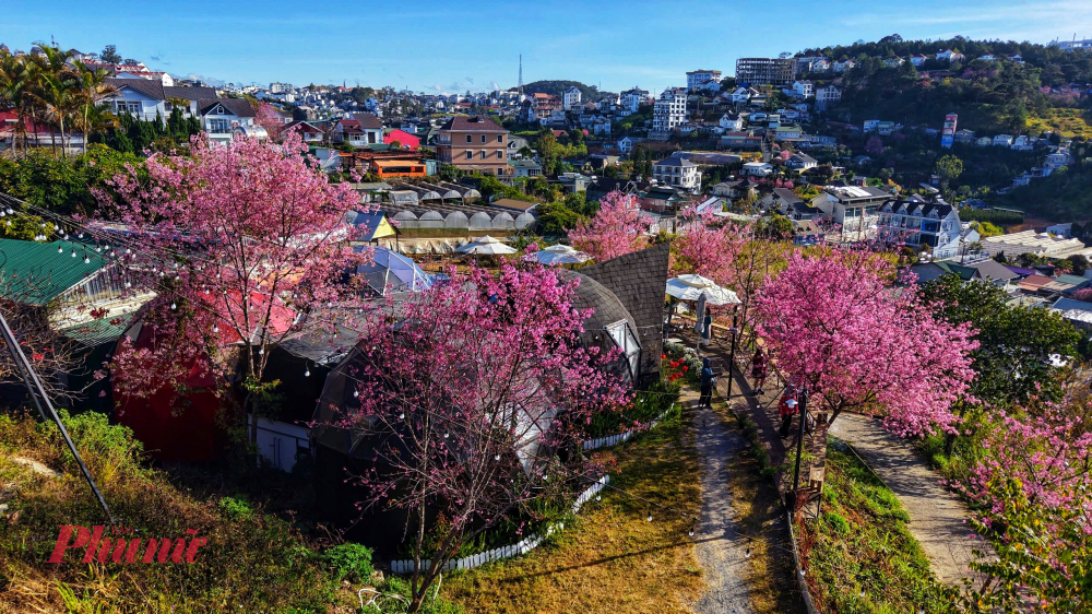Tại các quán cà phê dọc đường Triệu Việt Vương, du khách có thể tự chọn cho mình những góc nhìn lý tưởng để thưởng lãm sắc hoa mai anh đào đang độ rực rỡ nhất. Trải nghiệm thảnh thơi nhâm nhi tách cà phê nóng dưới tán hoa hồng rực mang đến cảm giác bình yên và thư thái đặc trưng của mùa xuân phố núi.