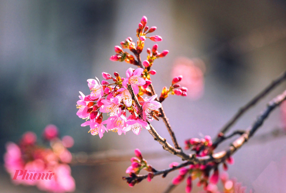 Mai anh đào cổ thụ ven hồ Xuân Hương đồng loạt bung nở, nghiêng mình soi bóng xuống mặt nước phẳng lặng tạo nên khung cảnh lãng mạn đặc trưng của Đà Lạt. Ảnh: Nghĩa Nguyễn