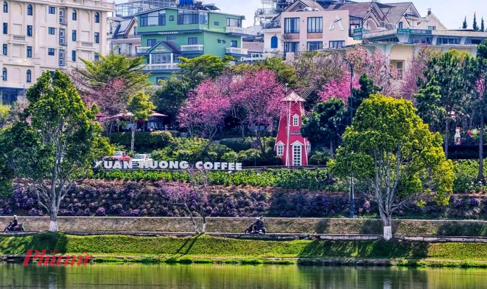 Giữa cái nắng nhẹ của Đà Lạt, việc vừa nhâm nhi cà phê vừa thả mình vào sắc hoa biểu tượng này đã trở thành 'đặc sản không thể bỏ lỡ trong dịp Tết Nguyên đán 2026. Ảnh: Nghĩa Nguyễn