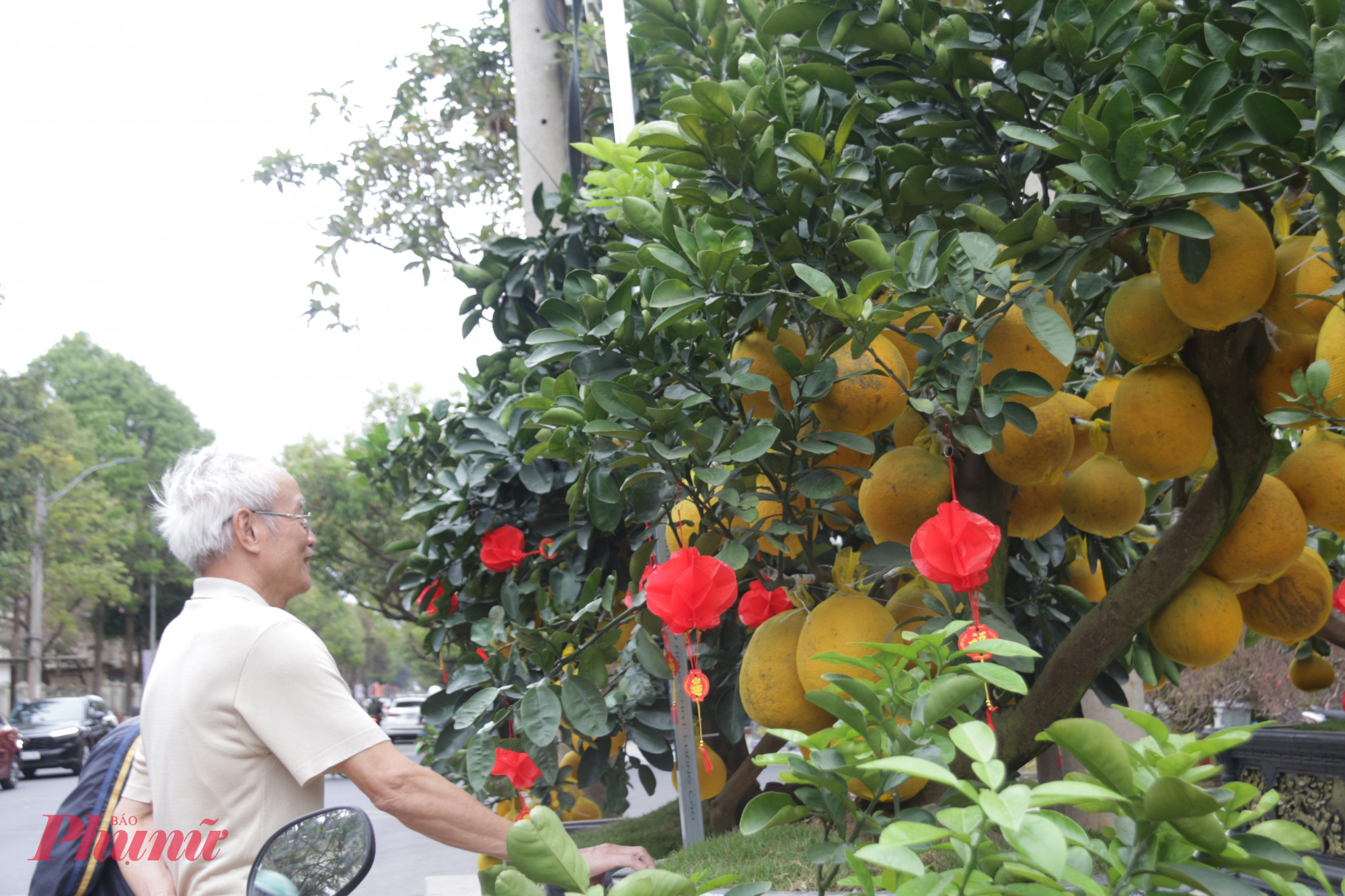 Ngoài đào, nhiều cây bưởi Diễn “khủng” – dòng cây cảnh được săn lùng nhiều năm gần đây. 