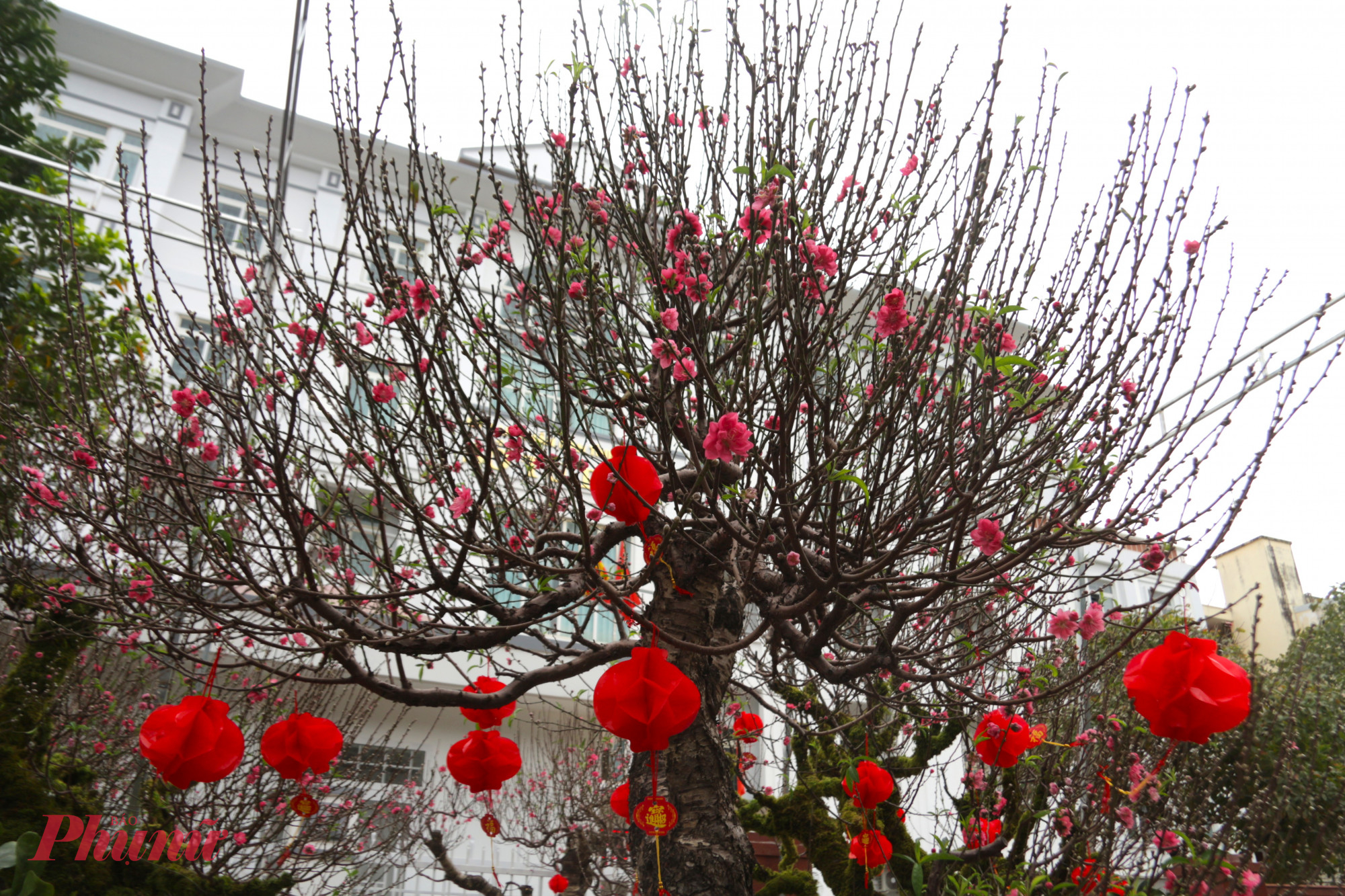 Nhiều gốc đào Nhật Tân trên 10 năm tuổi, dáng thế bề thế, hoa bung nở với màu sắc hấp dẫn được thương lái chào bán với giá từ 25–30 triệu đồng/gốc. 