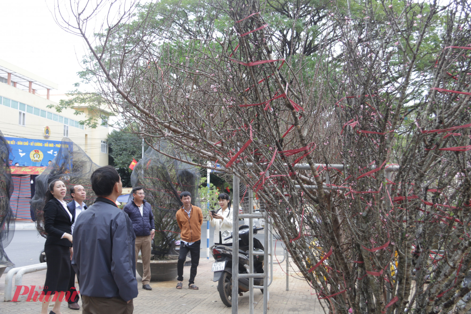 Bên cạnh đó, những cành đào dáng huyền buông mềm mại, uốn lượn tự nhiên, mang vẻ đẹp thanh thoát cũng được người chơi hoa ưa chuộng. Sắc hồng phai xen lẫn gam đỏ trầm của hoa đào như mang hơi thở mùa xuân miền Bắc hòa vào không gian phố núi.