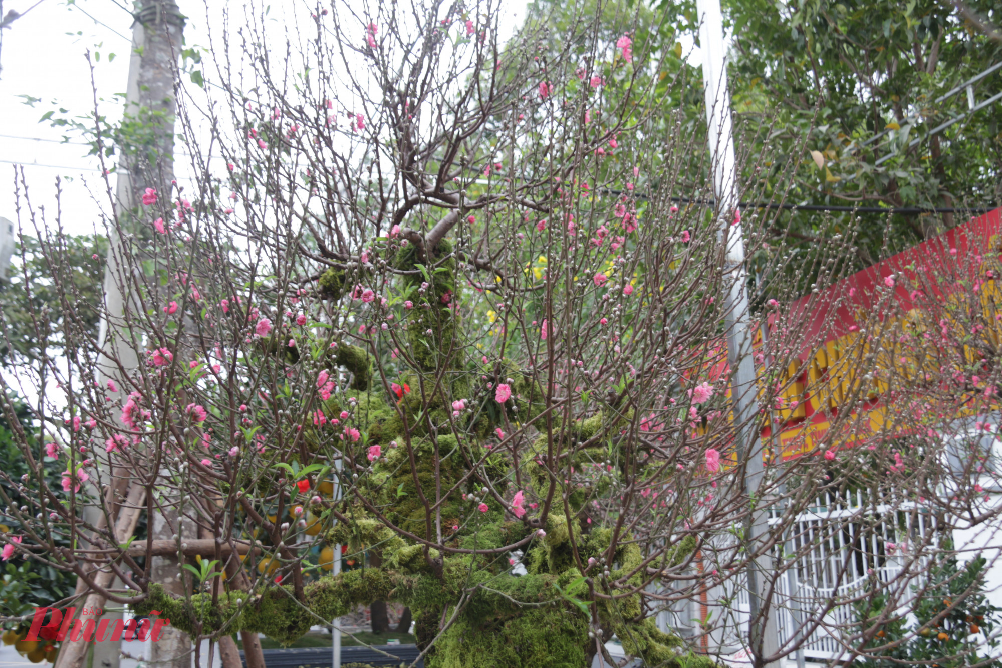 Tại khu vực trung tâm chợ hoa Tết năm nay, những gốc đào Nhật Tân, đào Mộc Châu được vận chuyển từ các tỉnh phía Bắc vào đã nhanh chóng trở thành điểm nhấn thu hút người dân và du khách. 