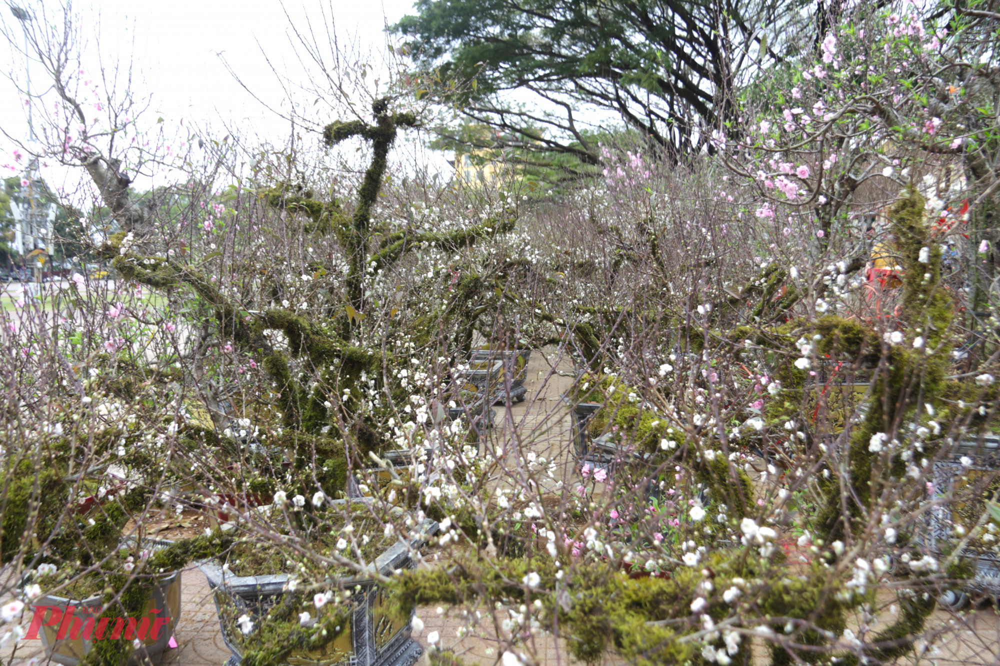 Hoa nhất chi mai từ vùng Sa Pa lạnh giá cũng được thương lái đưa về chợ hoa xuân, góp phần làm phong phú thêm thị trường hoa Tết nơi cao nguyên. Khi mới hé nở, nhất chi mai mang sắc hồng nhạt, sau đó chuyển sang màu trắng tinh khiết, tạo nên vẻ đẹp nhẹ nhàng nhưng đầy cuốn hút, khiến nhiều người lần đầu chiêm ngưỡng không khỏi thích thú.