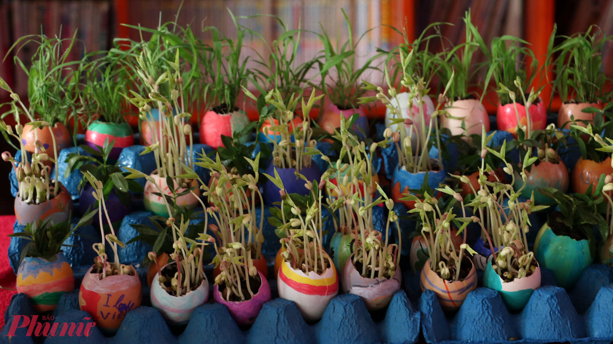 Học sinh giới thiệu về những chiếc chậu làm từ vỏ trứng, có thể được ứng dụng vào môn khoa học tự nhiên 